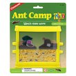 Ant Camp for Kids